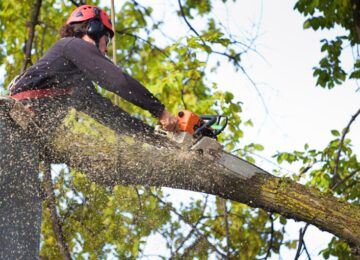 Ensuring Safety and Beauty in Your Yard