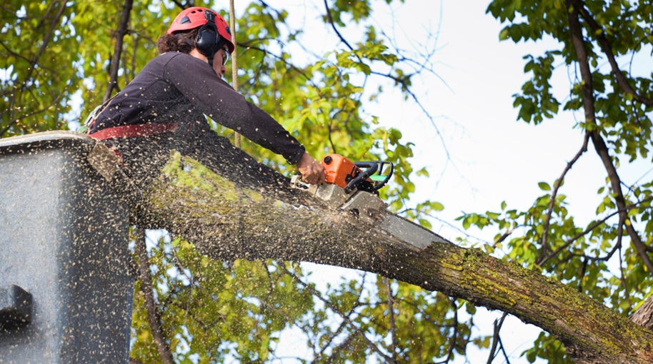 Ensuring Safety and Beauty in Your Yard