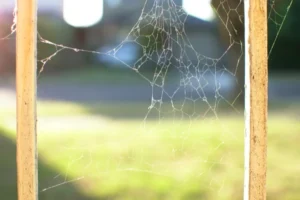 Spider Web Build-Up Around Fences Backing to Open Space in Plano